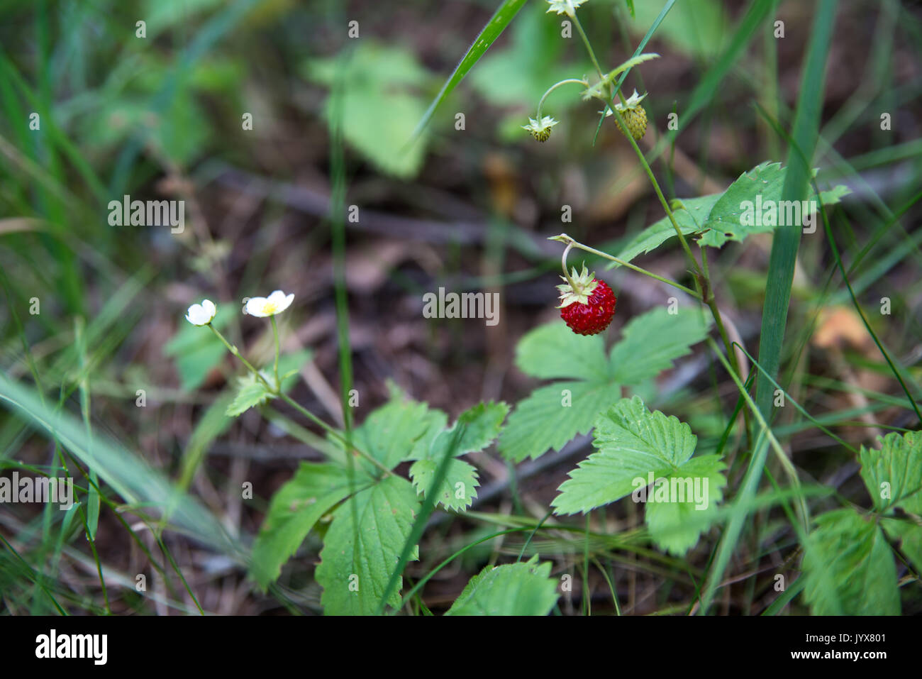 Mature fragole selvatiche vicino fino nei boschi. Foto Stock