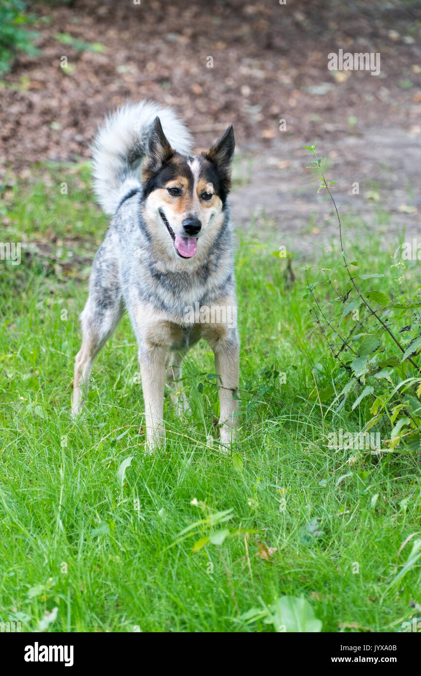 Del lupo del mix del cane con i bovini cane Foto Stock