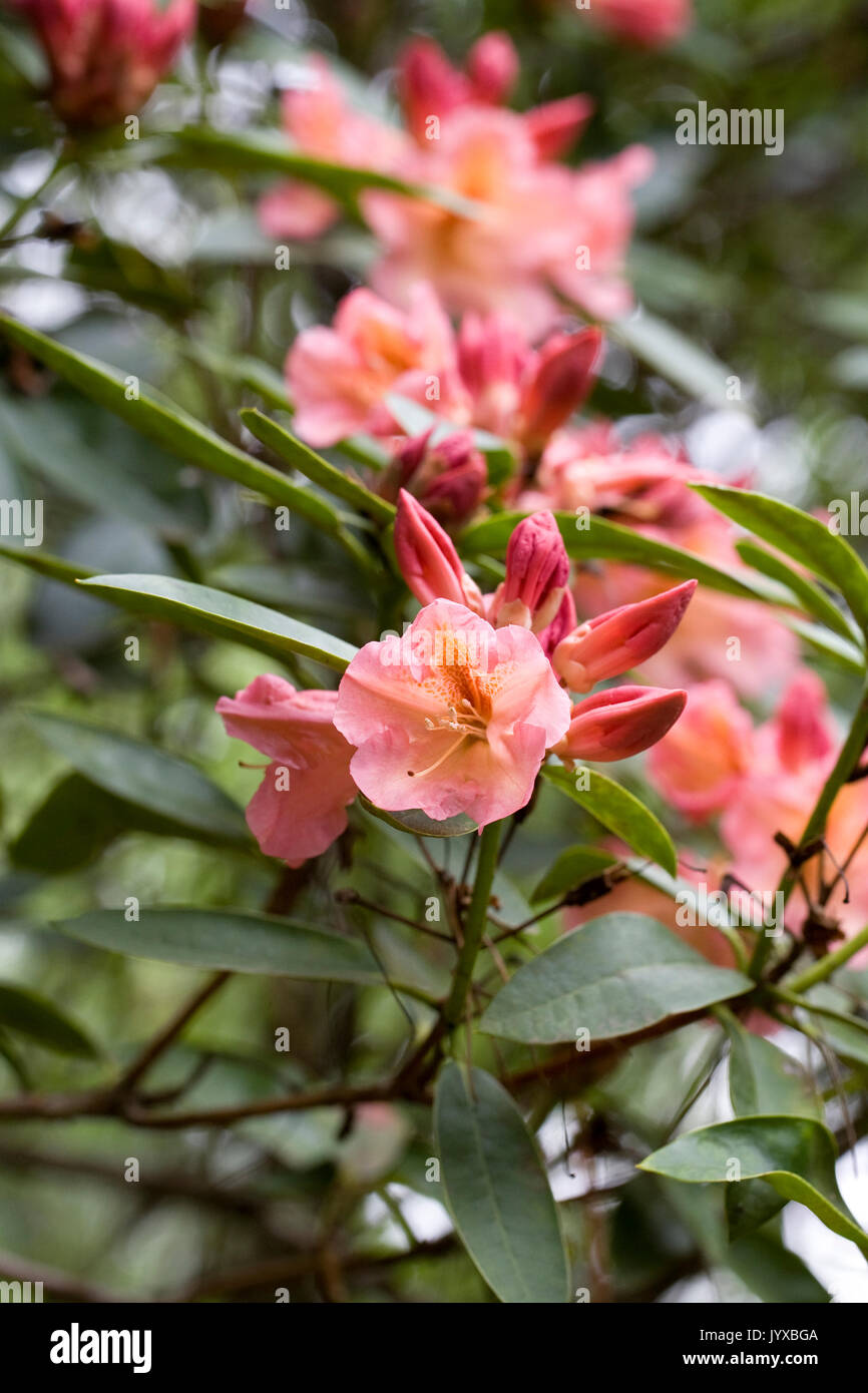 Rhododendron 'Olga' fiori in primavera. Foto Stock