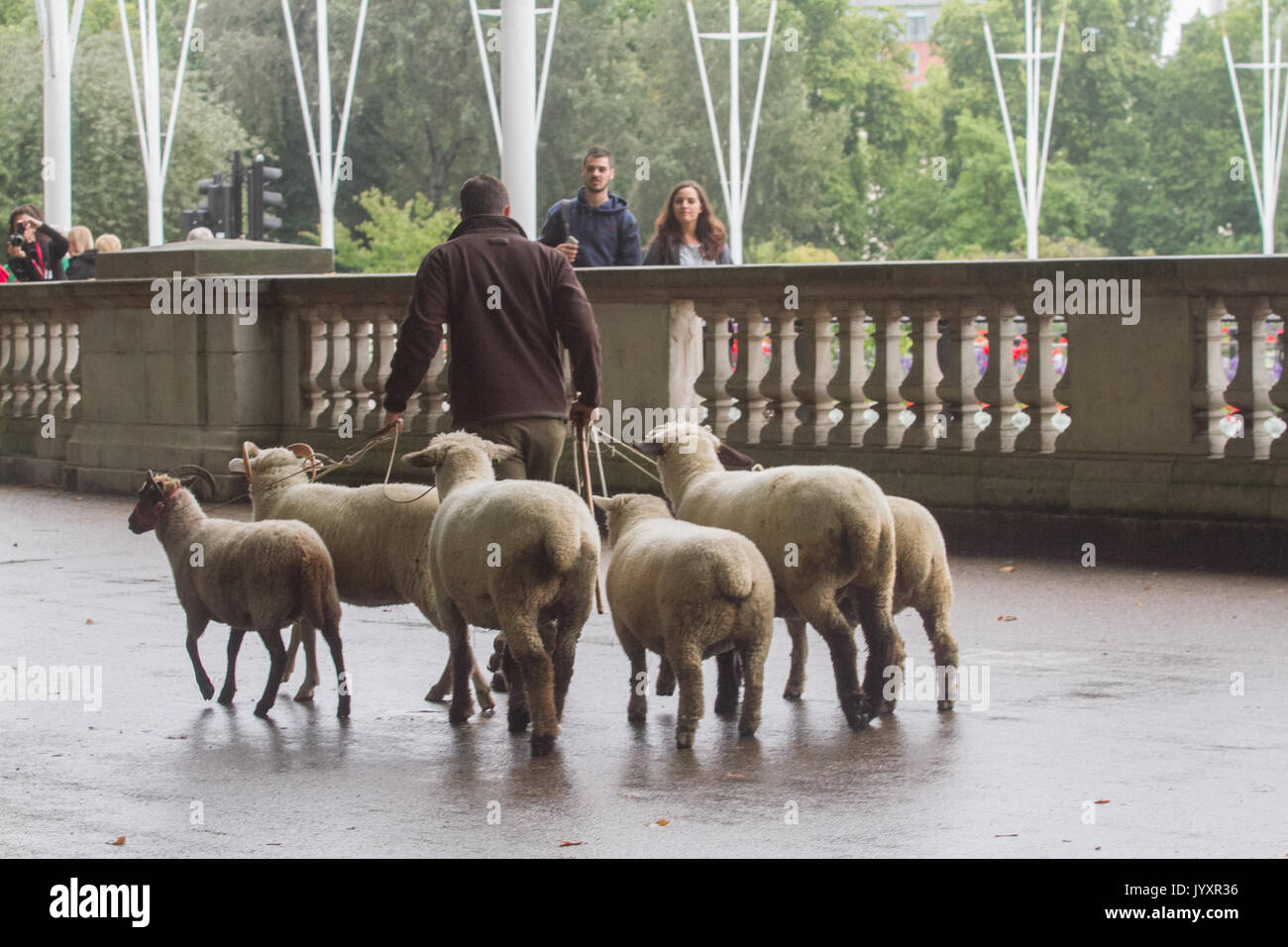 Londra, Regno Unito. 21 Ago, 2017. Una rara razza di pecore da Mudchute farm con pastore Tom Davis, è stato consentito a pascolare sui prati del parco verde per il miglioramento della biodiversità. Questo è parte di un processo di conservazione per il Royal Park ha la missione di invertebrati, progetto che è stato finanziato dal popolo della lotteria di Cap per aumentare la consapevolezza del capitale di invertebrati e aiutare le comunità di invertebrati di prosperare. Credito: amer ghazzal/Alamy Live News Foto Stock