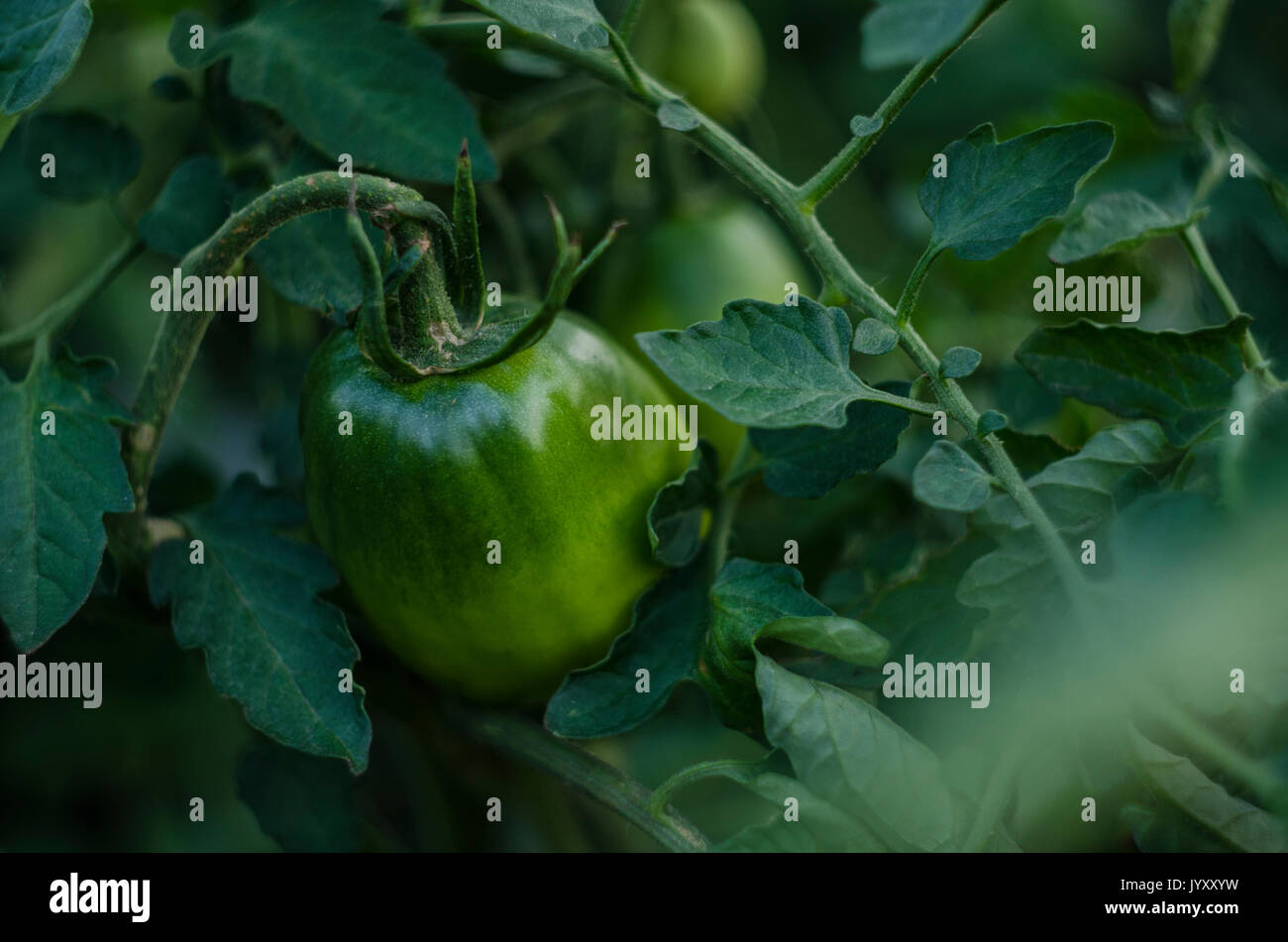 Pomodori verdi sulla struttura di pomodoro Foto Stock