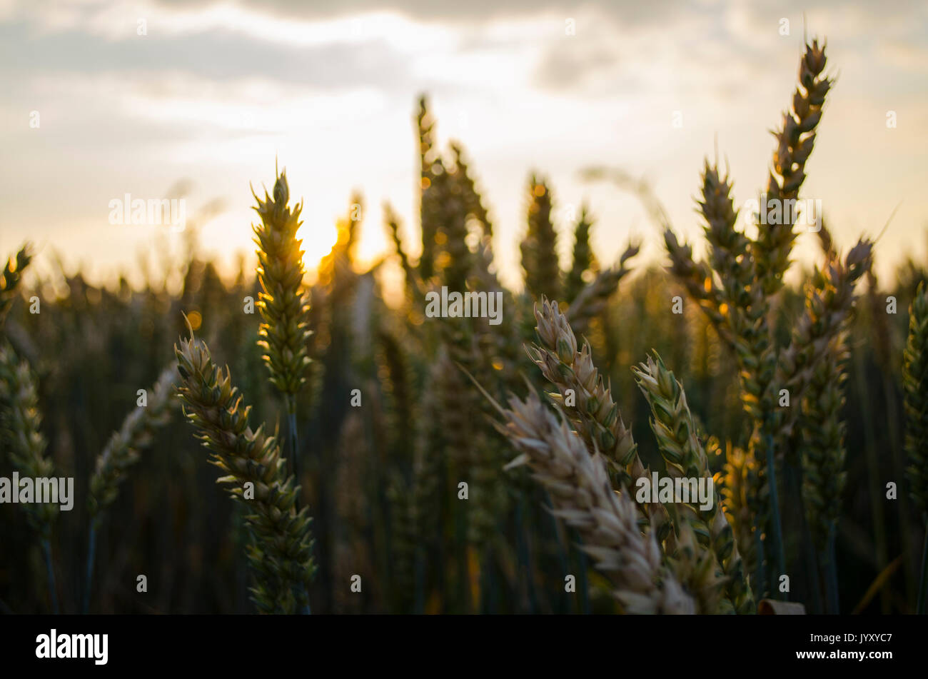 Estate tramonto, campo di grano punte Foto Stock