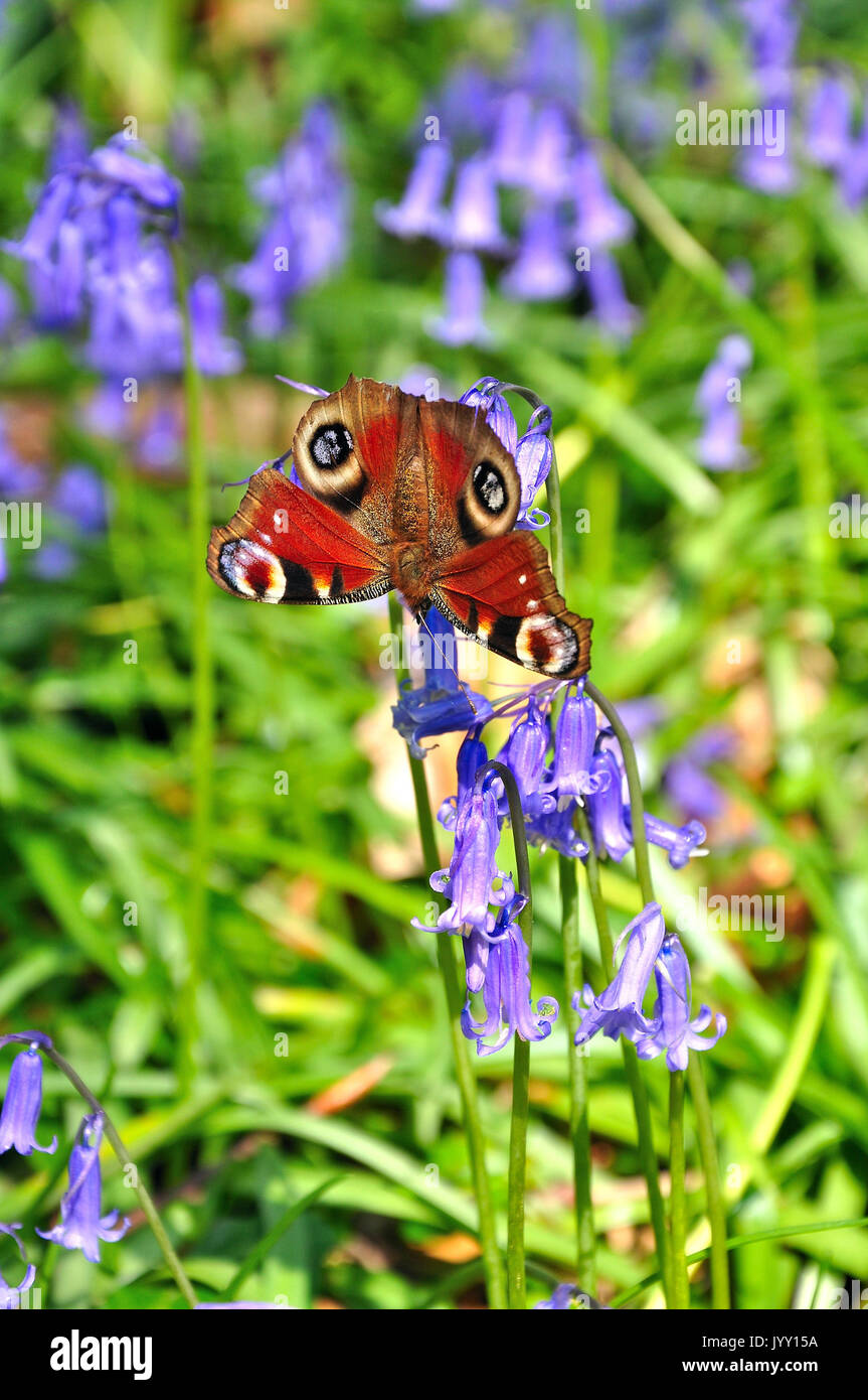 Farfalla pavone alimentazione su bluebells (Aglais io) Foto Stock