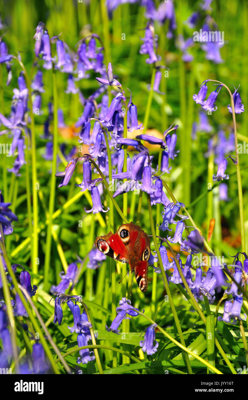Farfalla pavone alimentazione su bluebells (Aglais io) Foto Stock