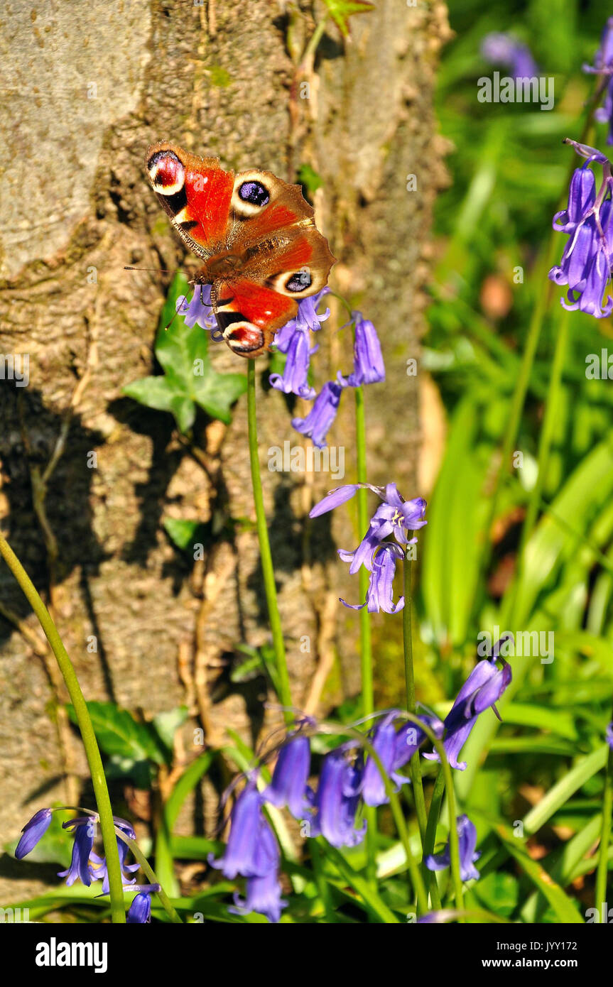 Farfalla pavone alimentazione su bluebells (Aglais io) Foto Stock