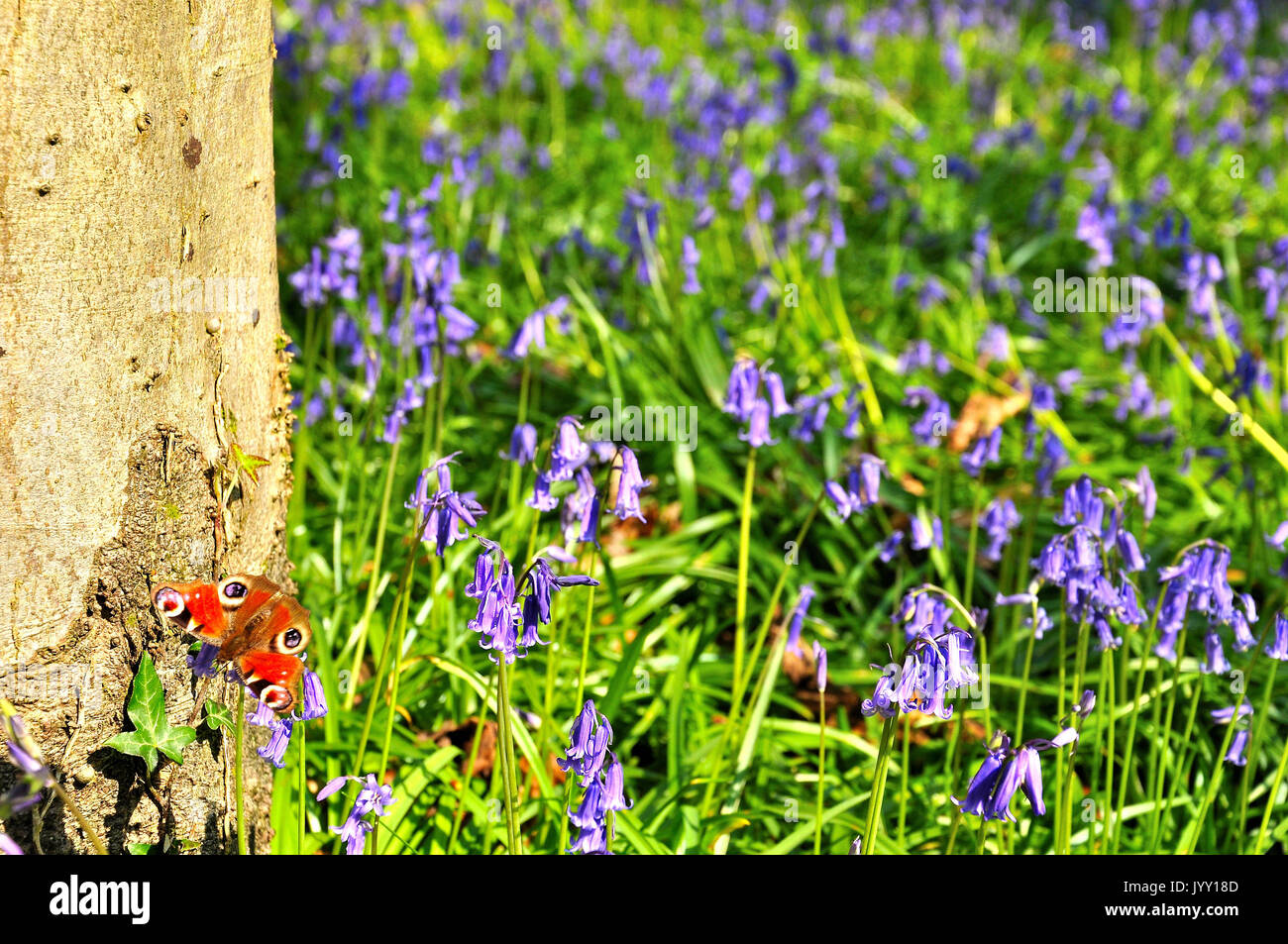 Farfalla pavone alimentazione su bluebells (Aglais io) Foto Stock