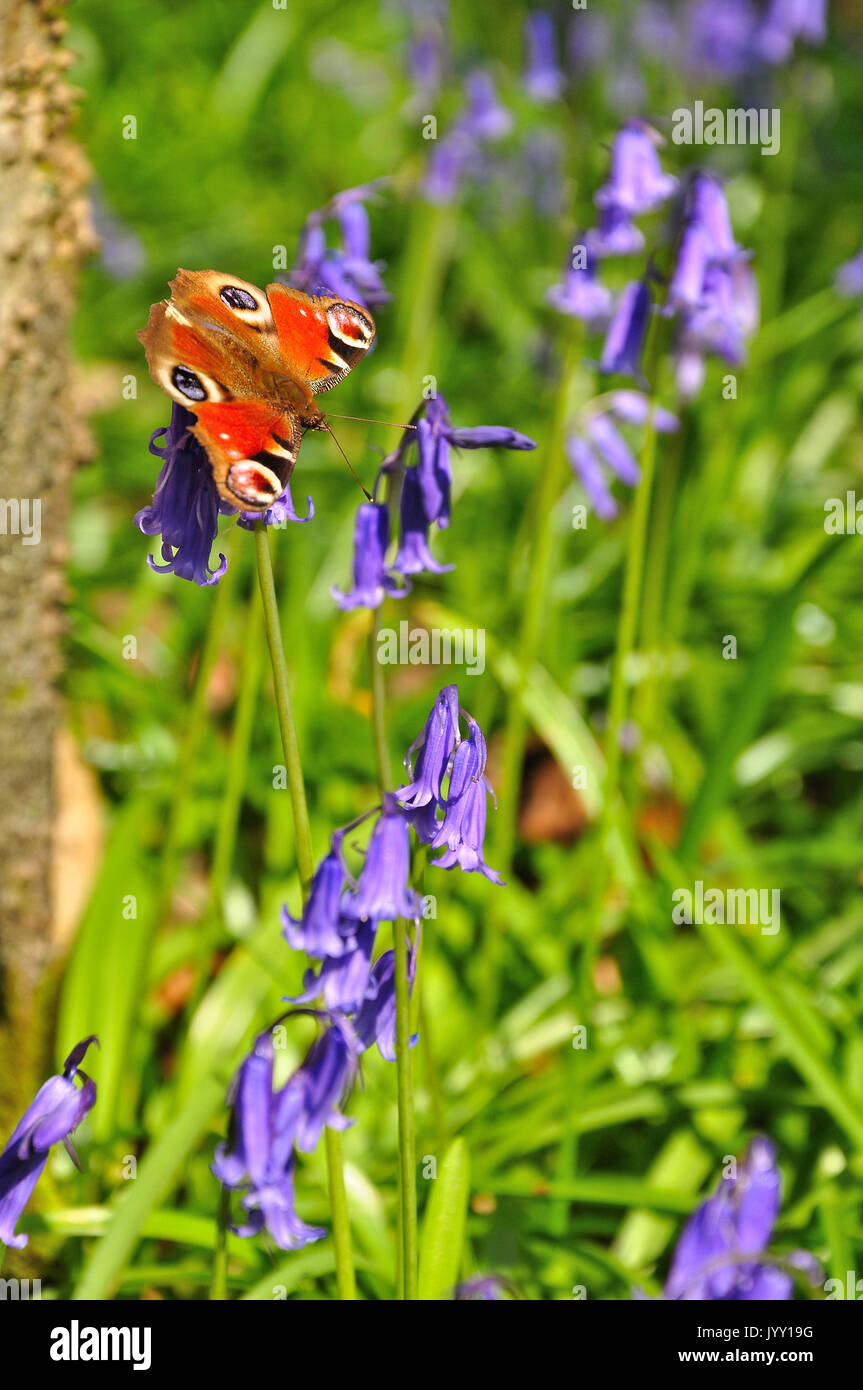 Farfalla pavone alimentazione su bluebells (Aglais io) Foto Stock