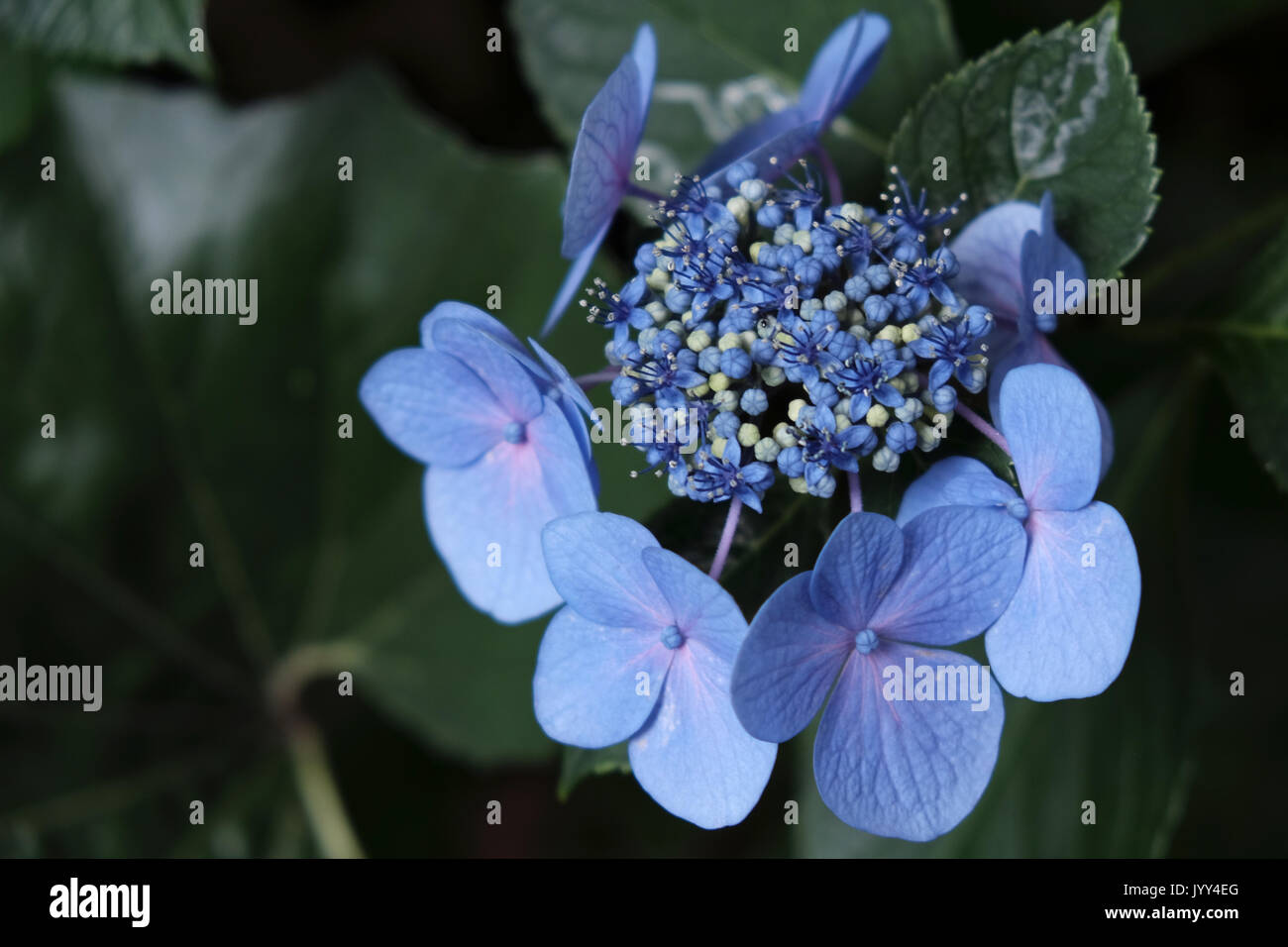 Piccoli fiori blu Foto Stock
