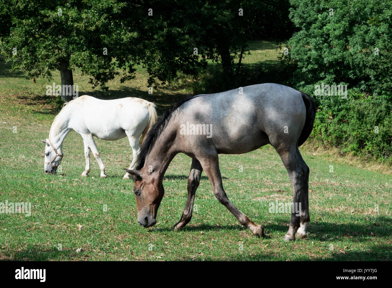 Incredibile Lipizzaner white horse pascolando nella soleggiata Foto Stock