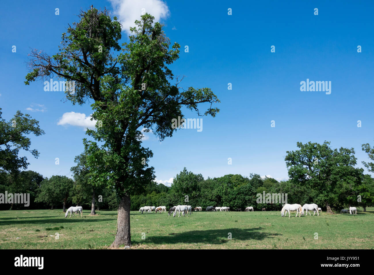 Incredibile Lipizzaner white horse pascolando nella soleggiata Foto Stock