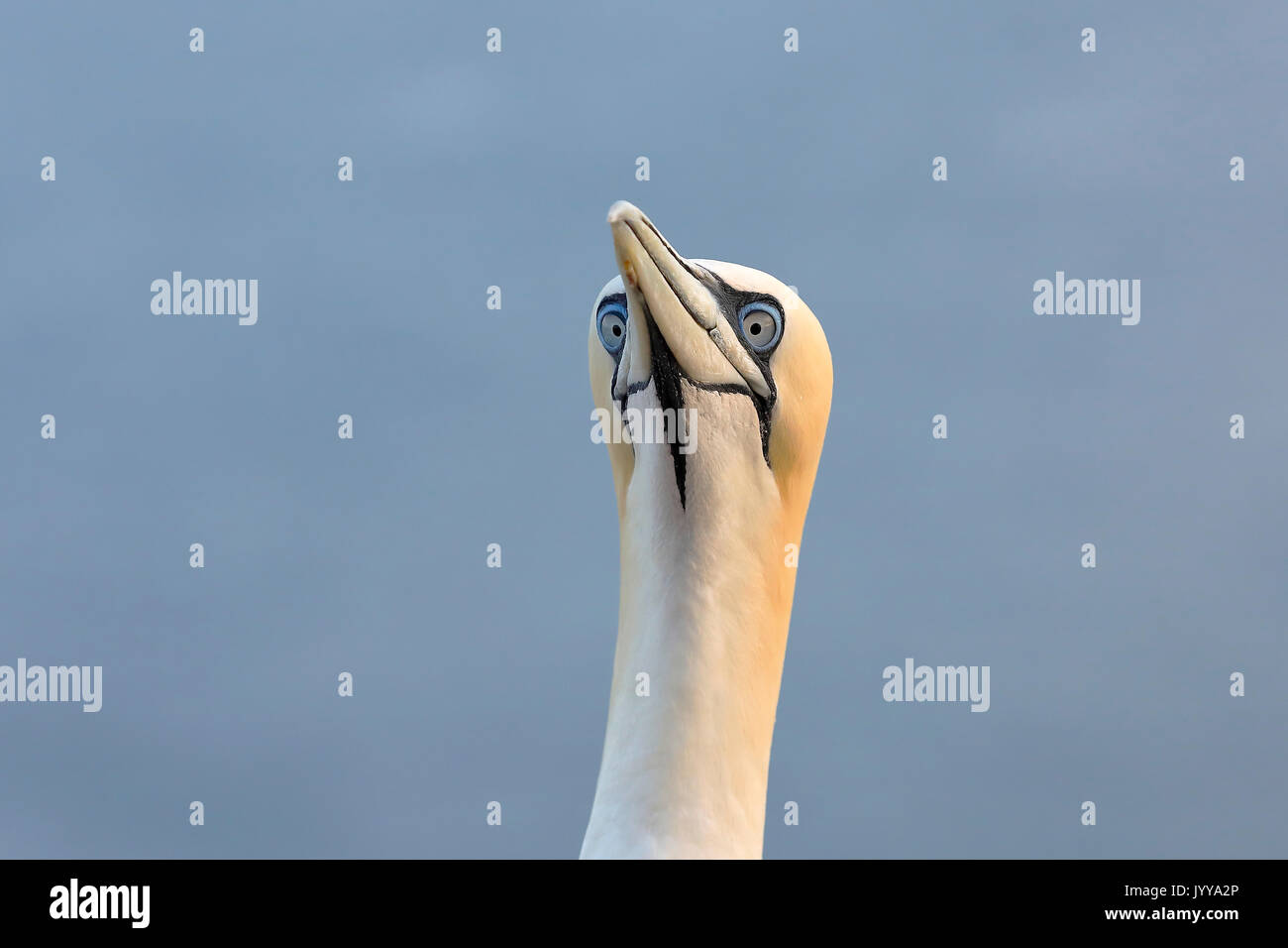 Northern gannet (Morus bassanus), Adulto, ritratto, Isola di Helgoland, Mare del Nord, Germania Foto Stock