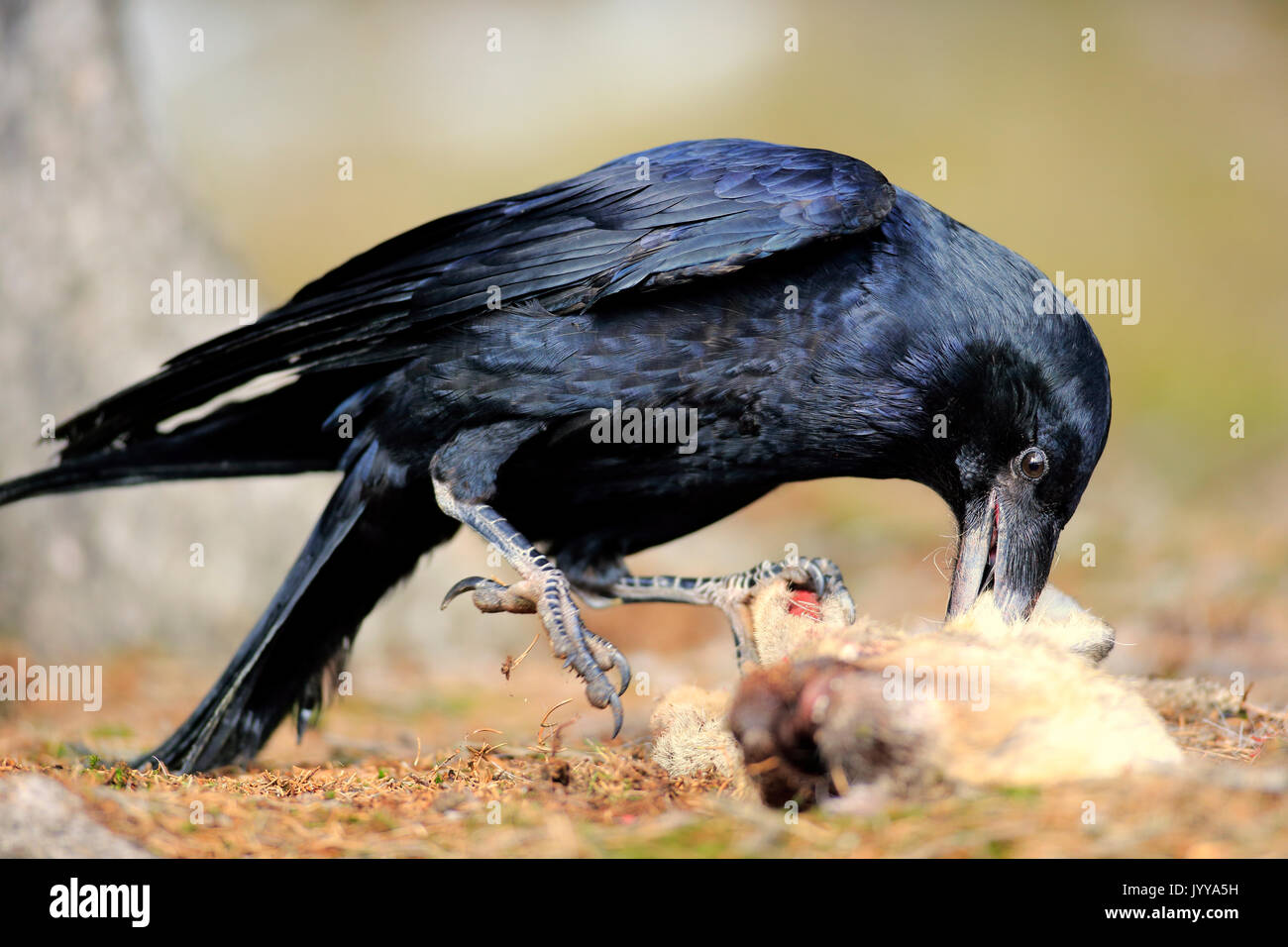 Comune di corvo imperiale (Corvus corax), Adulto, mangiare carrion, Zdarske vrchy, Bohemian-Moravian Highlands, Repubblica Ceca Foto Stock