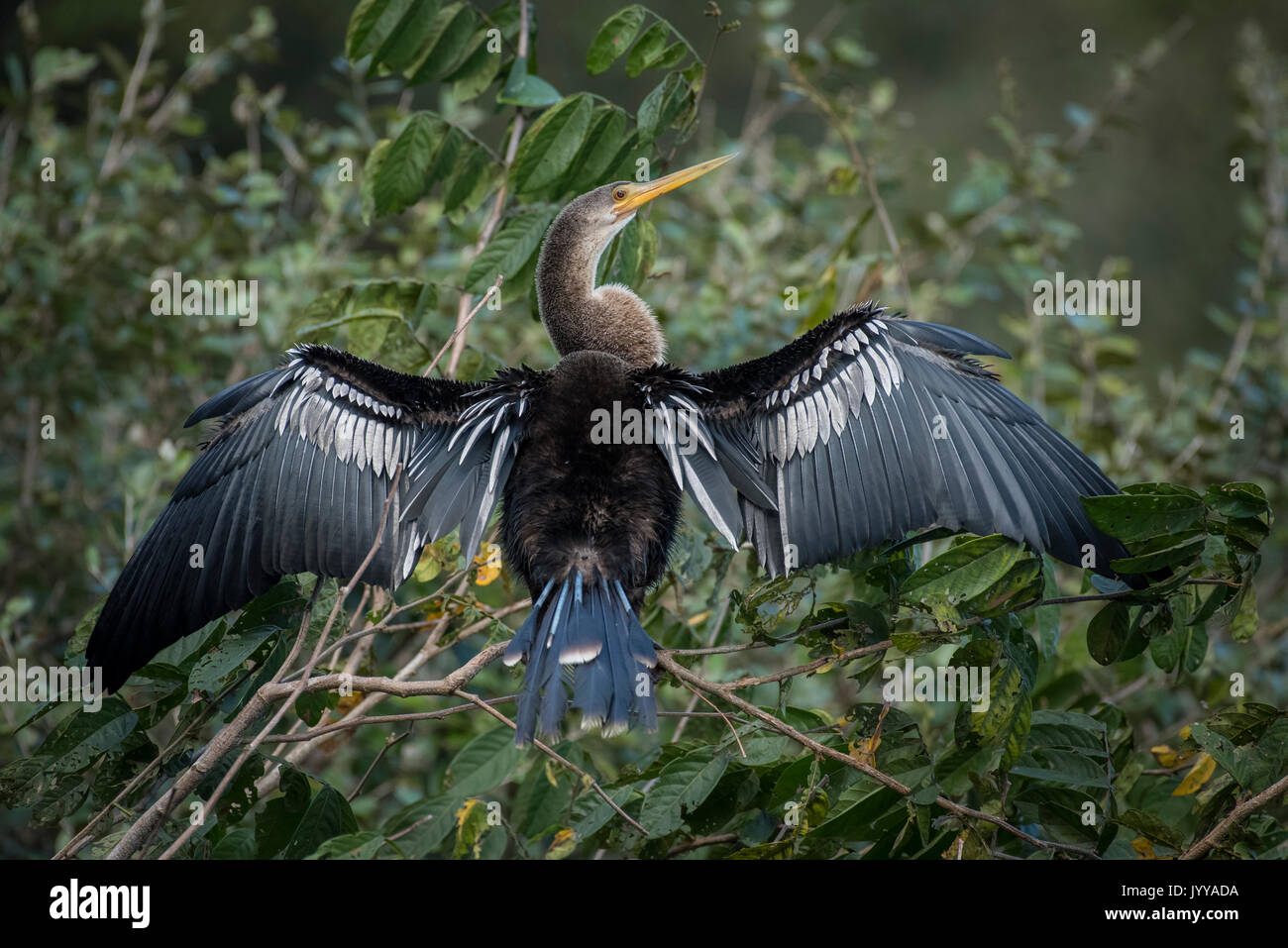 Anhinga o acqua Turchia (Anhinga anhinga) essicca piumaggio nella struttura ad albero, Pantanal, Mato Grosso do Sul, Brasile Foto Stock