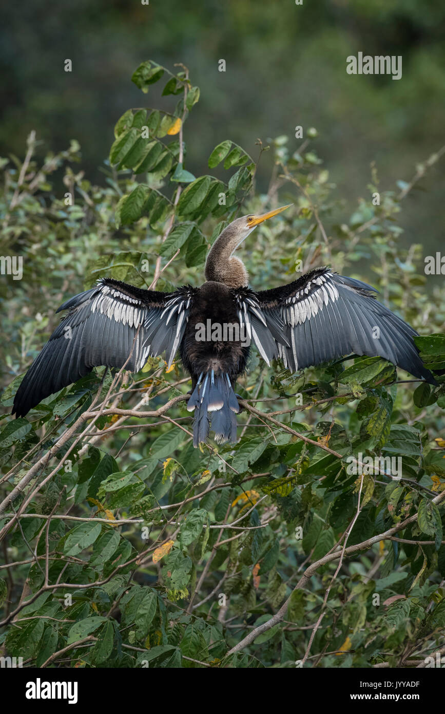 Anhinga o acqua Turchia (Anhinga anhinga) essicca piumaggio nella struttura ad albero, Pantanal, Mato Grosso do Sul, Brasile Foto Stock