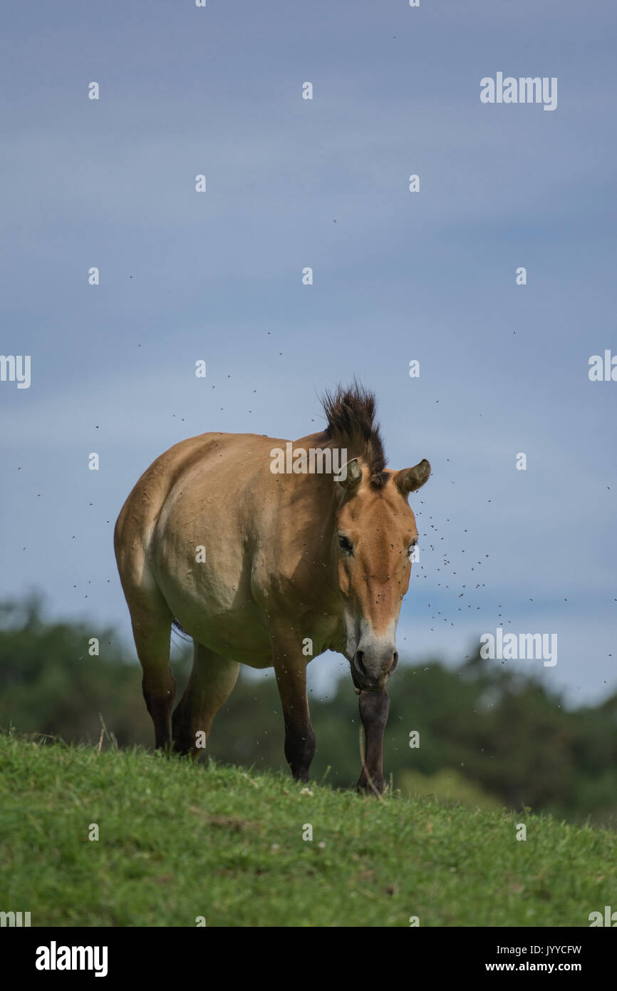 Cavallo di Przewalski Foto Stock