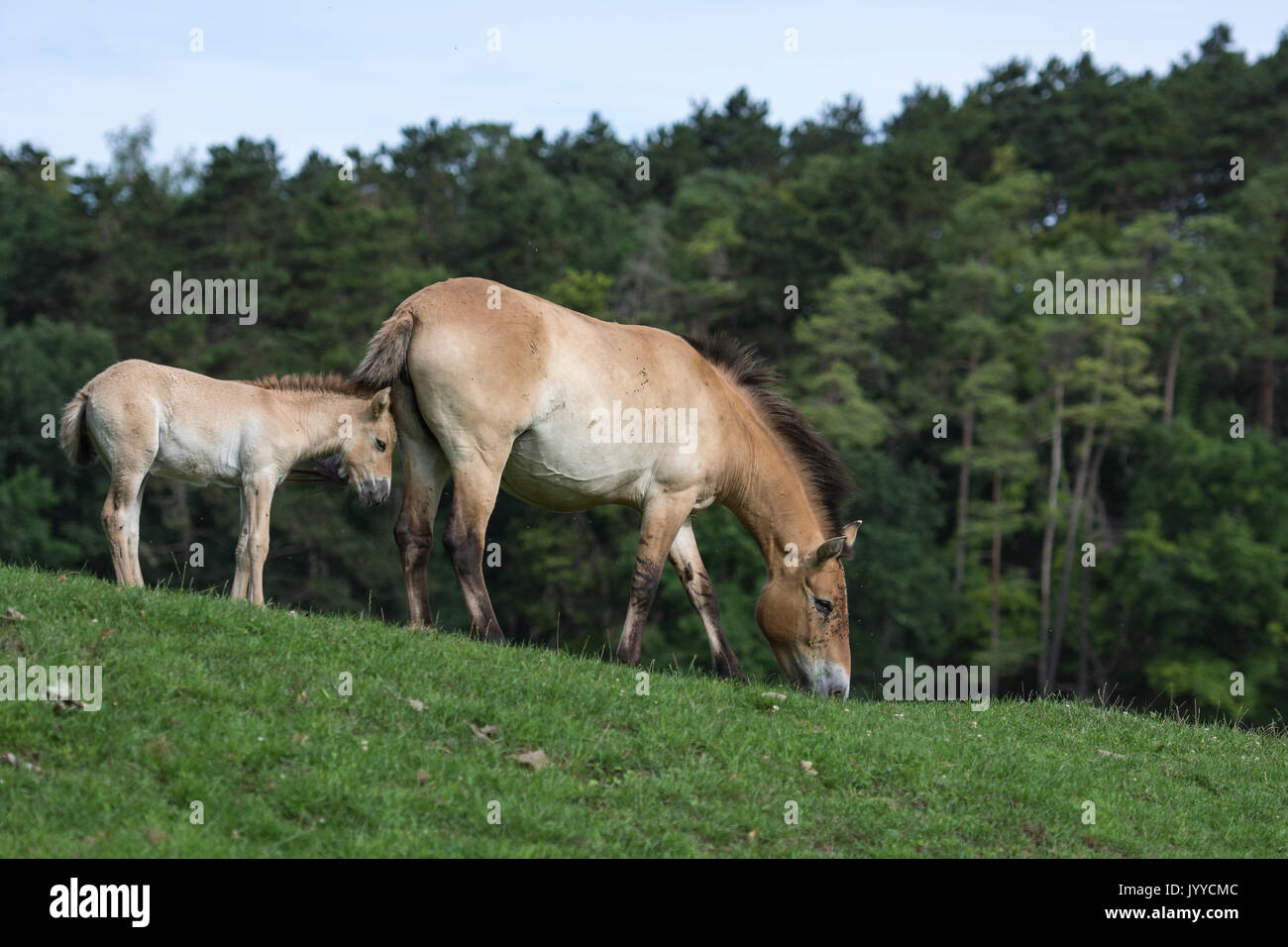 Cavallo di Przewalski Foto Stock