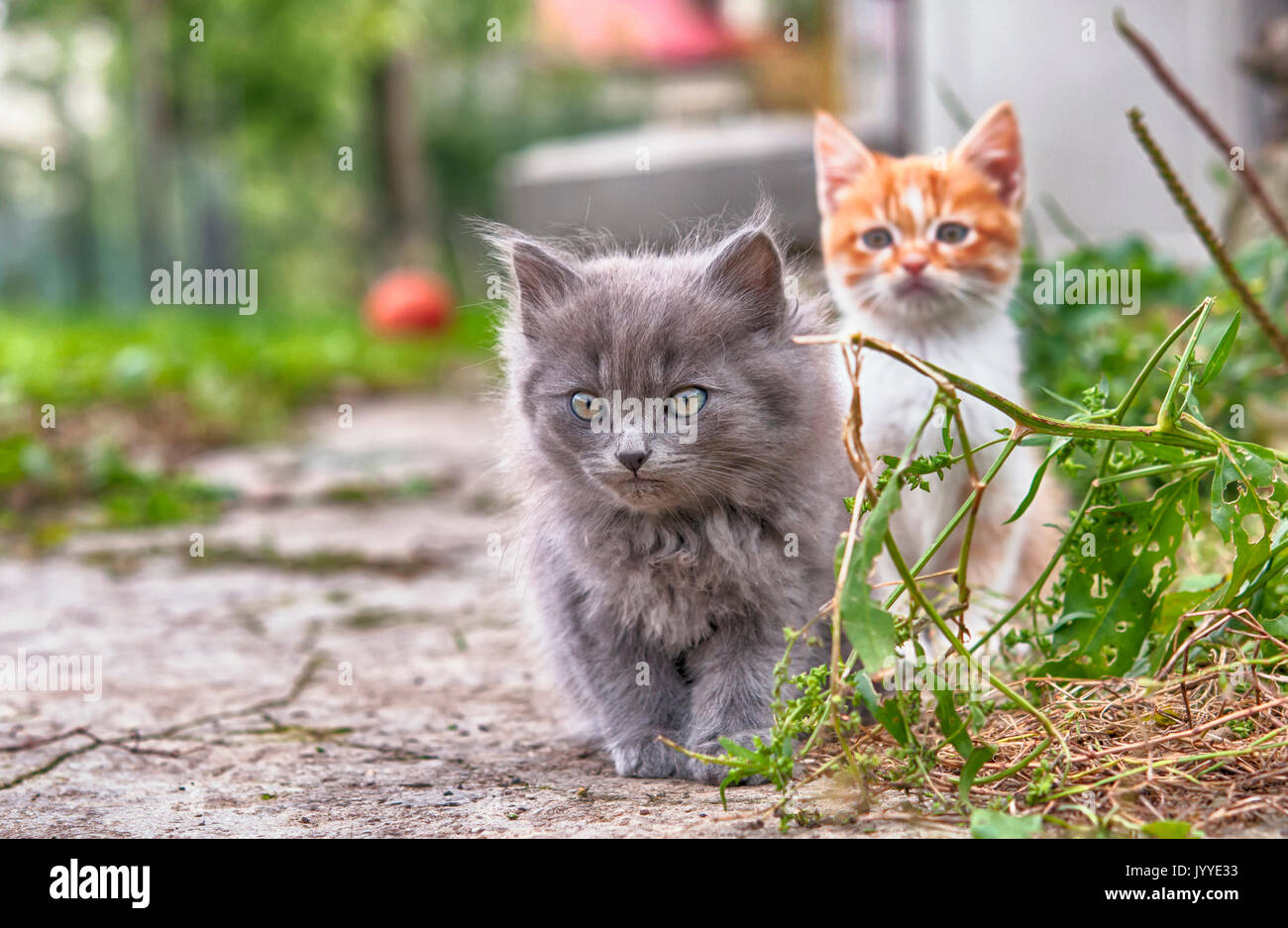 Gatto con occhi profondi Foto Stock