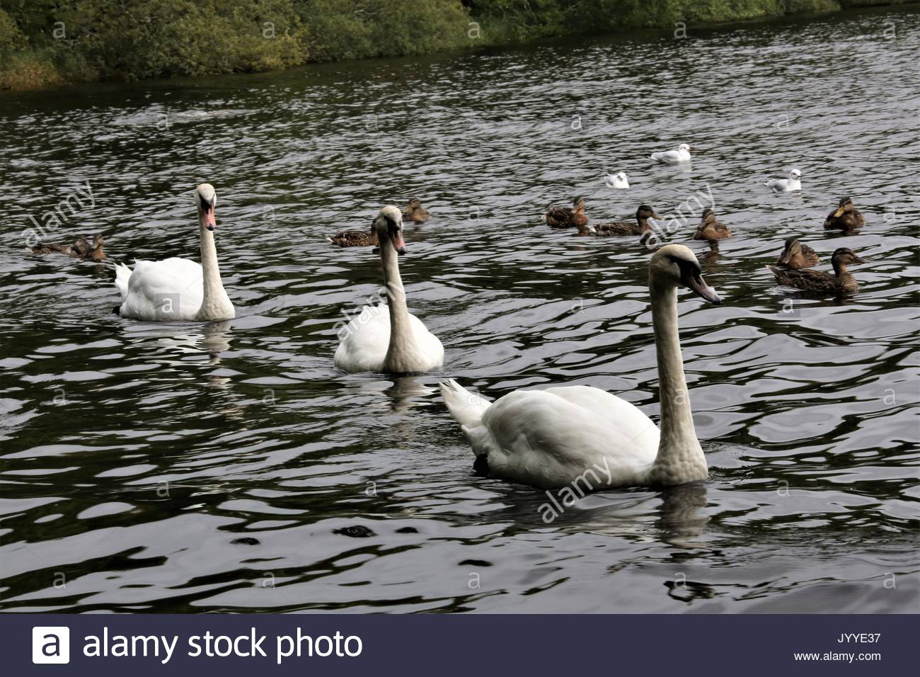 I cigni nuotare sul Lough Gill a Hazelwood nella Contea di Sligo, Irlanda Foto Stock