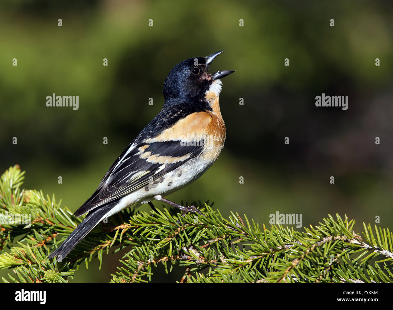 Brambling, maschio in crumage di allevamento, canto da Spruce twig Foto Stock