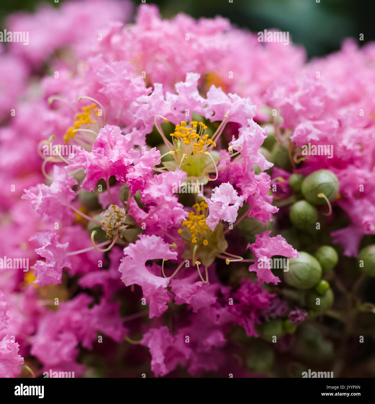 Di un bel colore rosa crêpe fiore di mirto tree Foto Stock