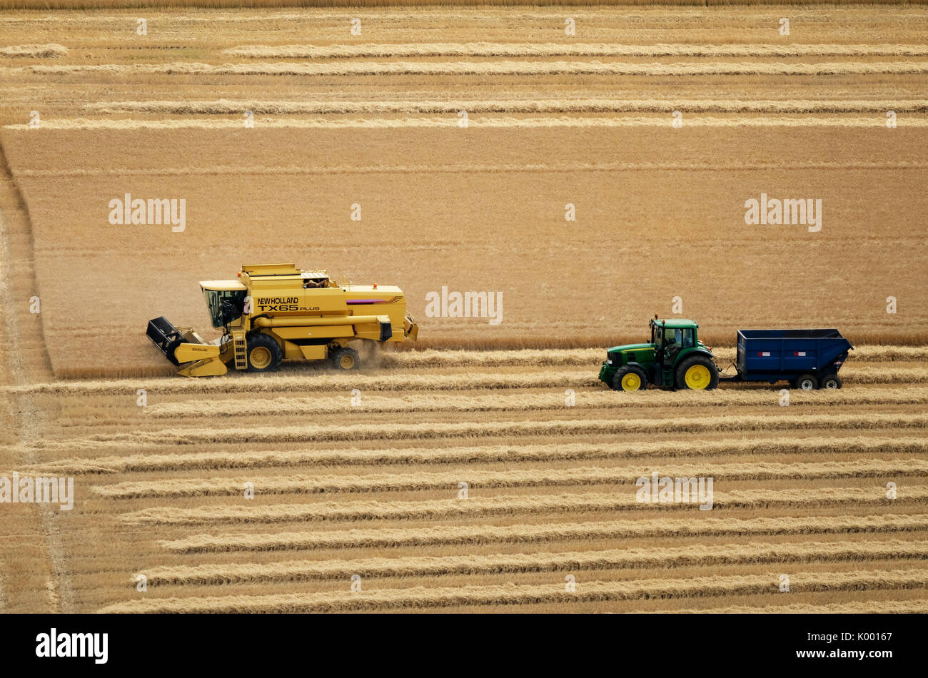 Una mietitrebbia che lavora in un campo di grano vicino a North Berwick East Lothian. Foto Stock