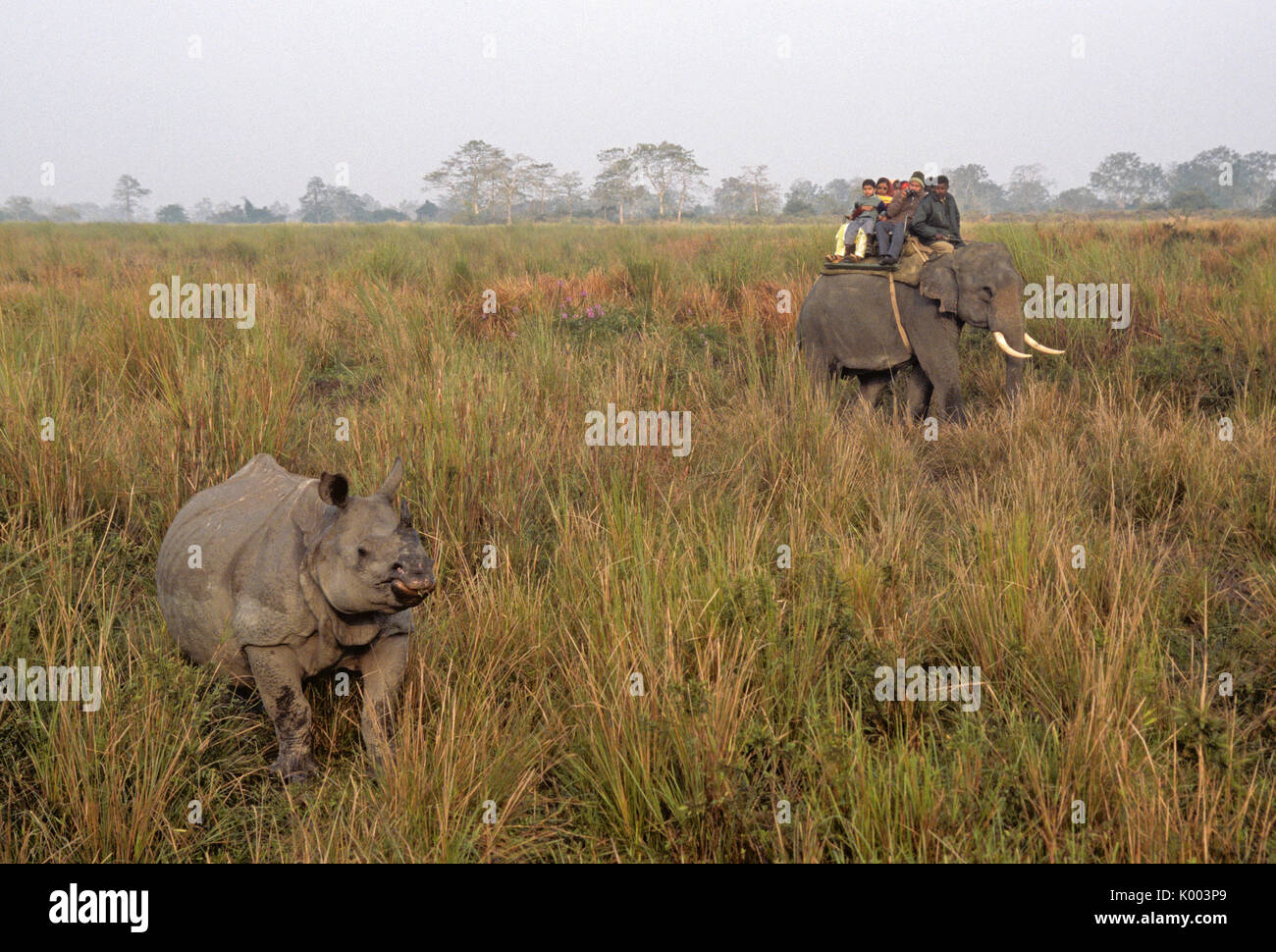 Indian turisti su elefante Asiatico guardando un corno di rinoceronte, il Parco Nazionale di Kaziranga, Assam, India Foto Stock