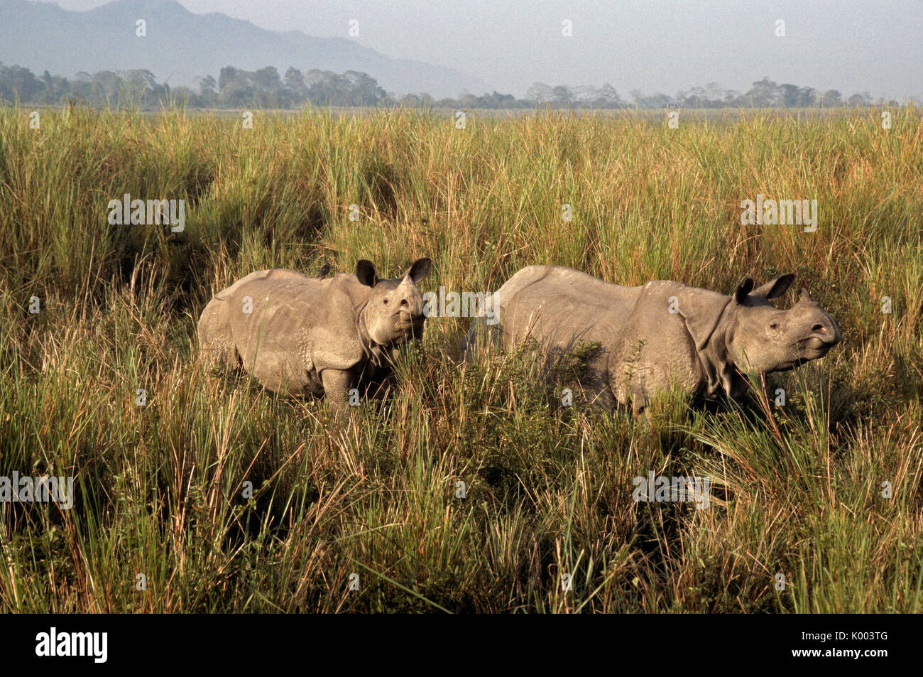 Asiatico-cornuto rinoceronte con vitello, il Parco Nazionale di Kaziranga, Assam, India Foto Stock