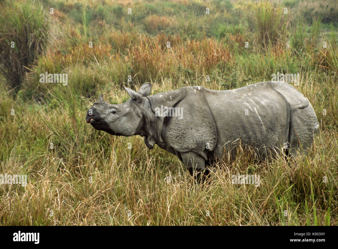 Asiatico-corno di rinoceronte, il Parco Nazionale di Kaziranga, Assam, India Foto Stock