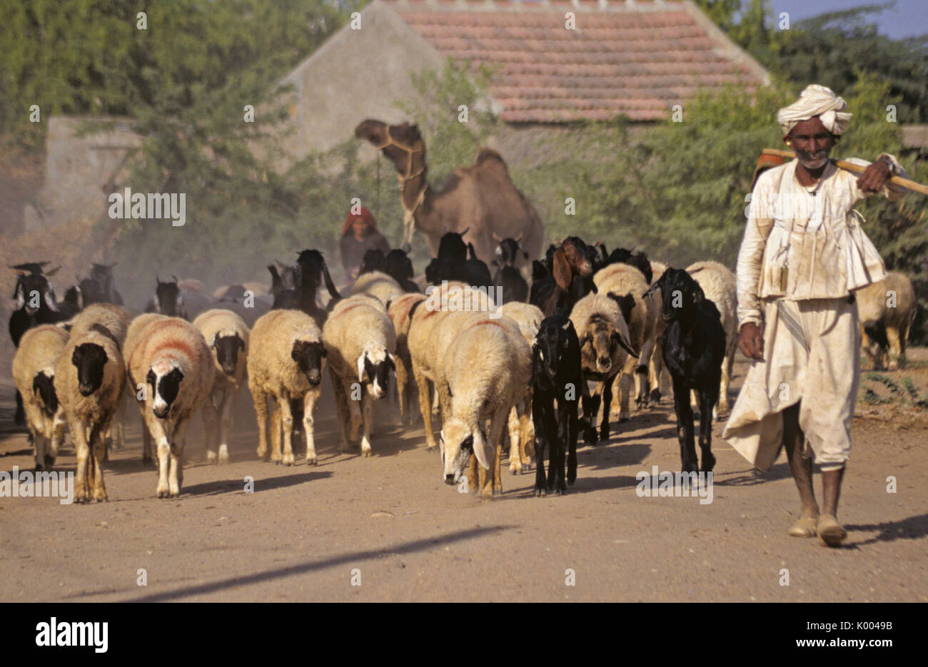 Aahir persone guida bestiame attraverso il villaggio, Dhaneti, Gujarat, India Foto Stock