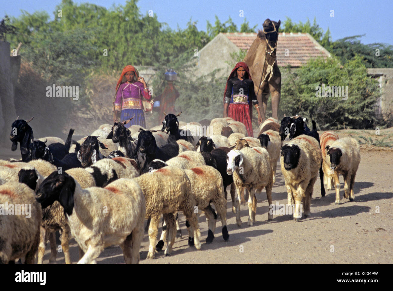Aahir donne la guida del bestiame attraverso il villaggio, Dhaneti, Gujarat, India Foto Stock