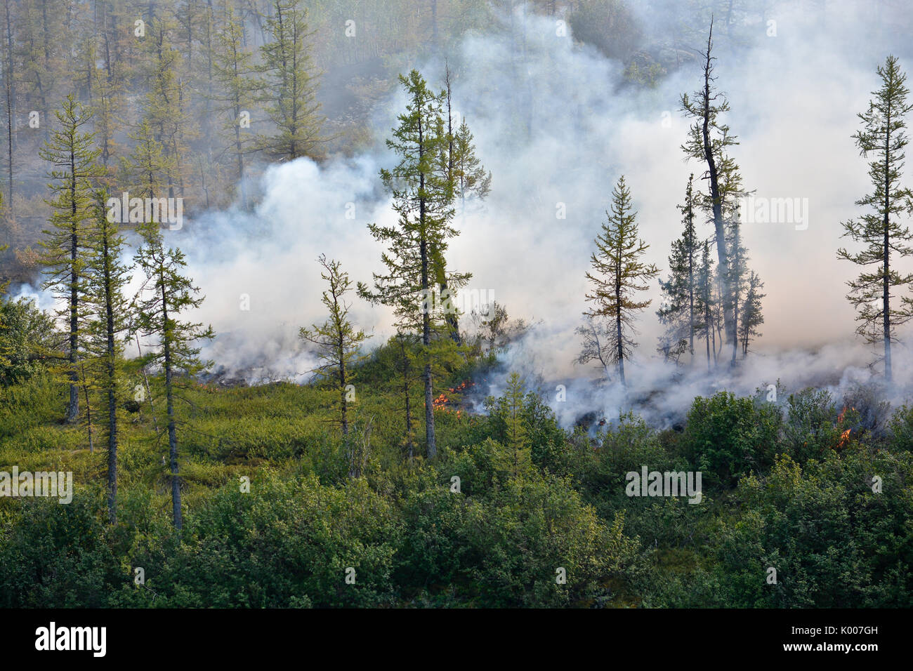 Gli incendi boschivi. Foresta settentrionale fuoco e fumo. Foto Stock