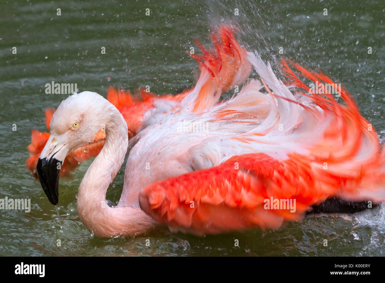 Flamingo cileni (Phoenicopterus chilensis) preening e balneazione, captive. Foto Stock