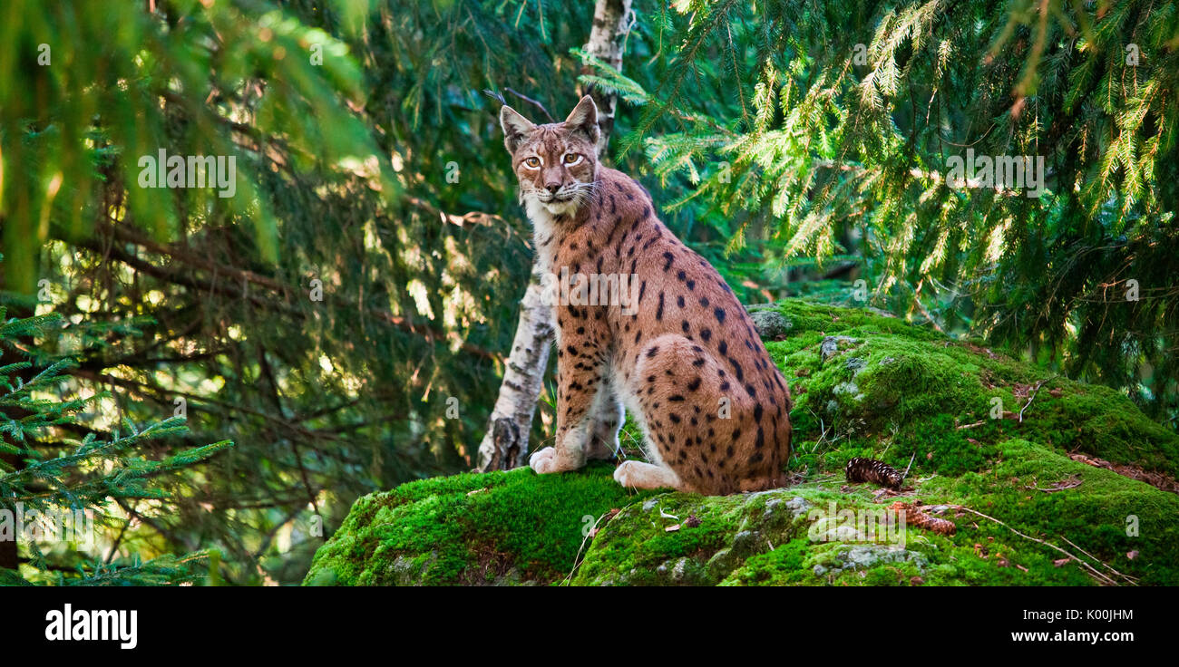 La Lince Europea Gatto Selvatico Delle Alpi Germania Europa Foto