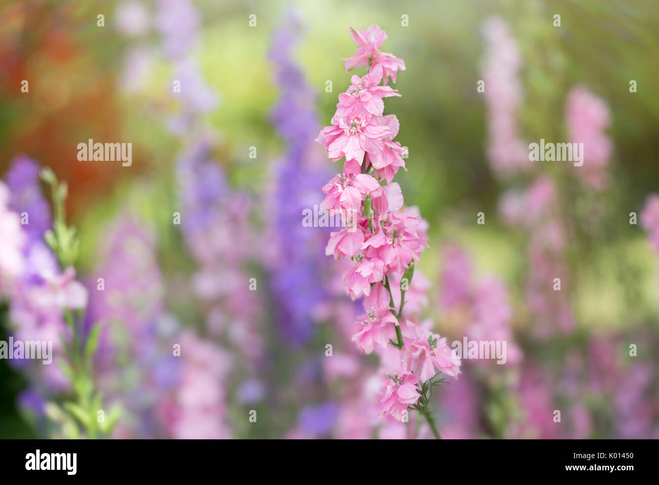 Summer Flower Garden Foto Stock