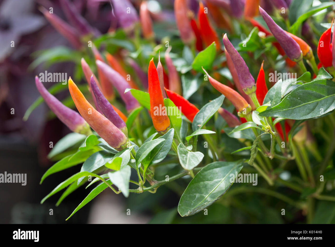 Ornamentali piante di pepe Foto Stock