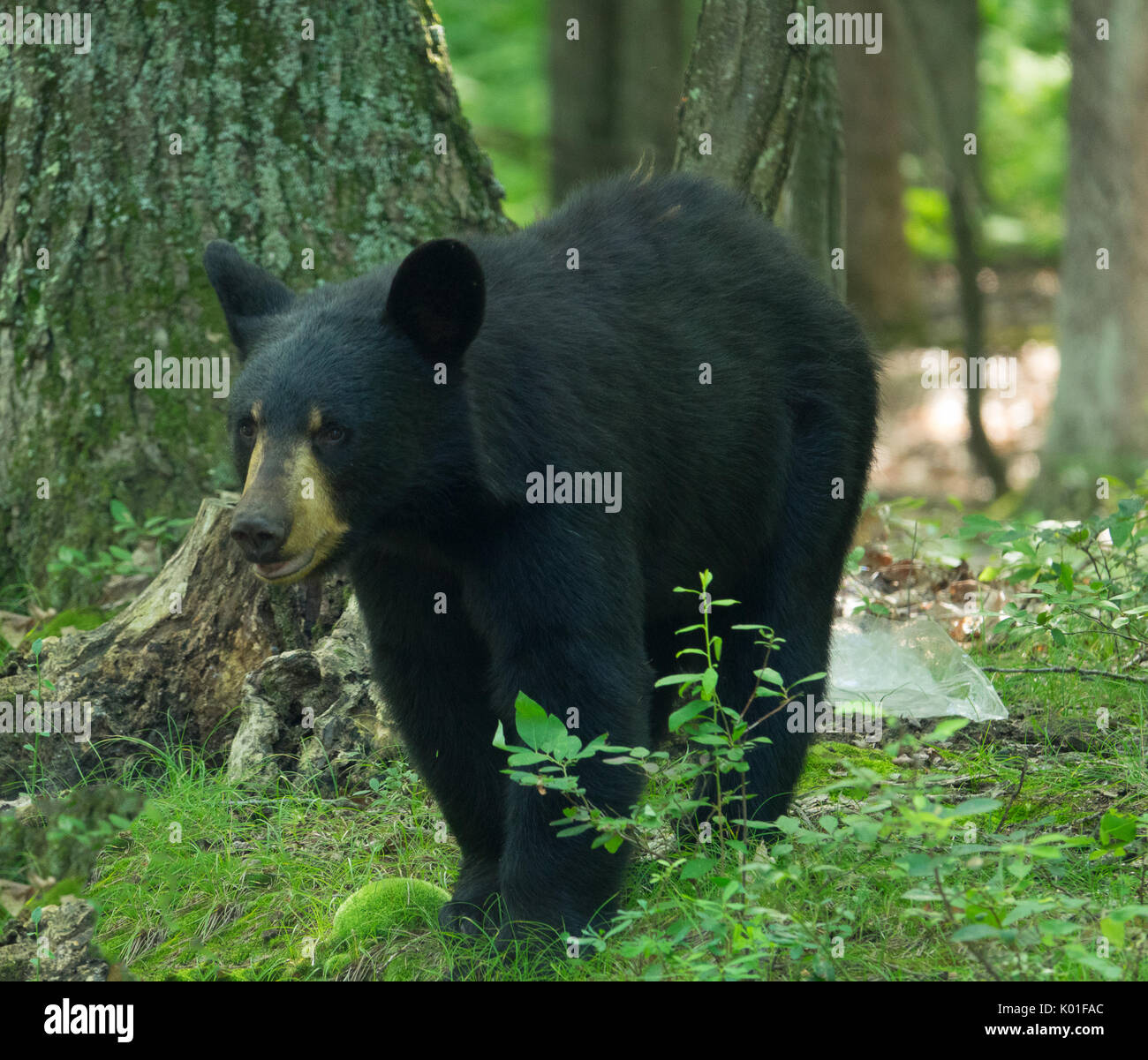 Black Bear nei boschi della Pennsylvania, annusando l'aria per alimenti Foto Stock