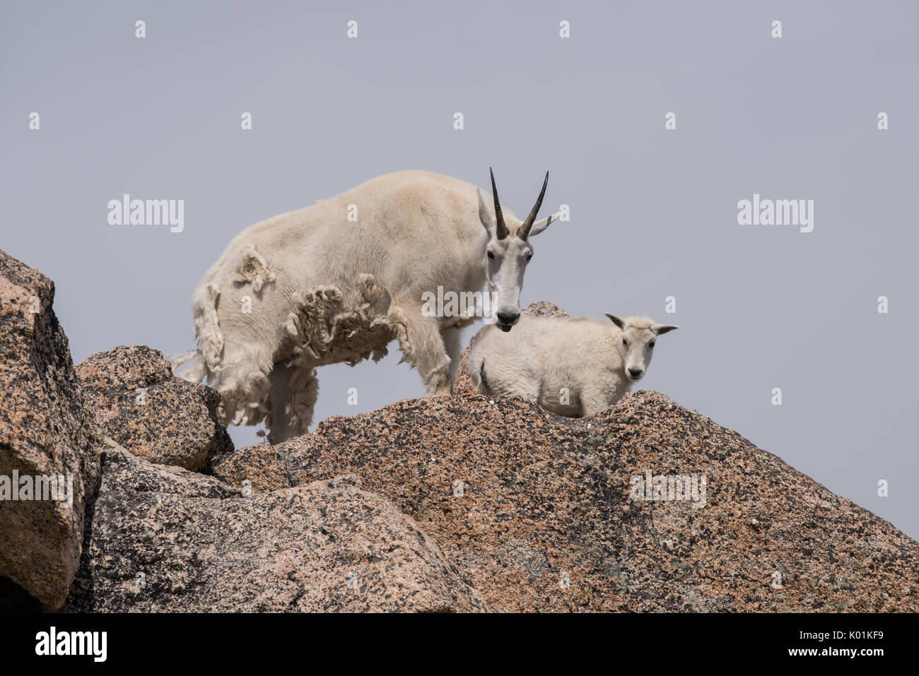 Capre di montagna, Mt Evans, Colorado Foto Stock