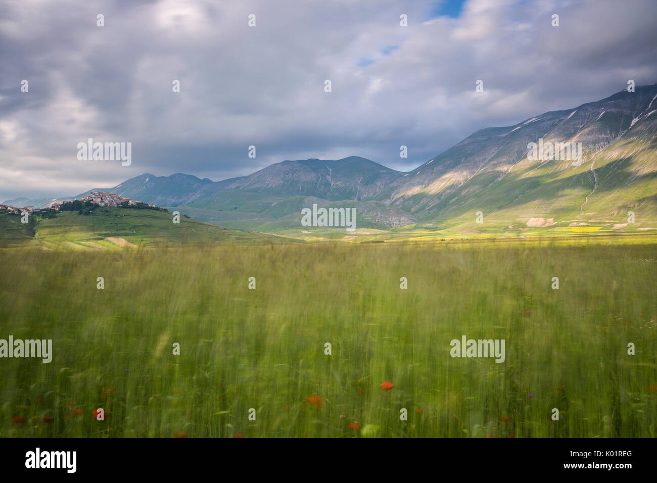 Verdi campi di spighe di grano cornice del borgo medievale di Castelluccio di Norcia Provincia di Perugia Umbria Italia Europa Foto Stock