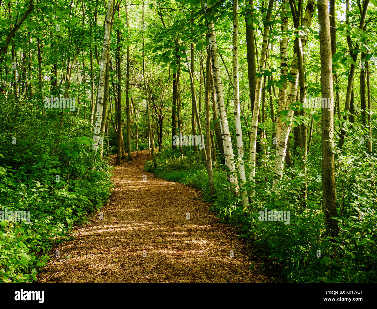 Percorso attraverso i boschi con alberi di betulla. Lion's Den Gorge Nature Preserve, Wisconsin. Foto Stock