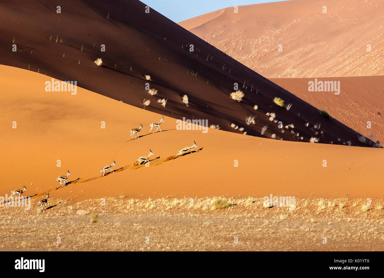 Gazzelle corrono tra le dune di sabbia Deadvlei Sossusvlei deserto del Namib Naukluft National Park in Namibia in Africa Foto Stock