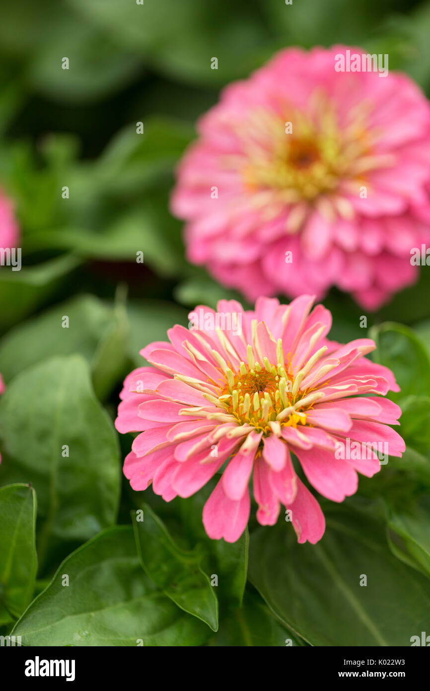 Zinnia cresce in una Summer Flower Garden Foto Stock