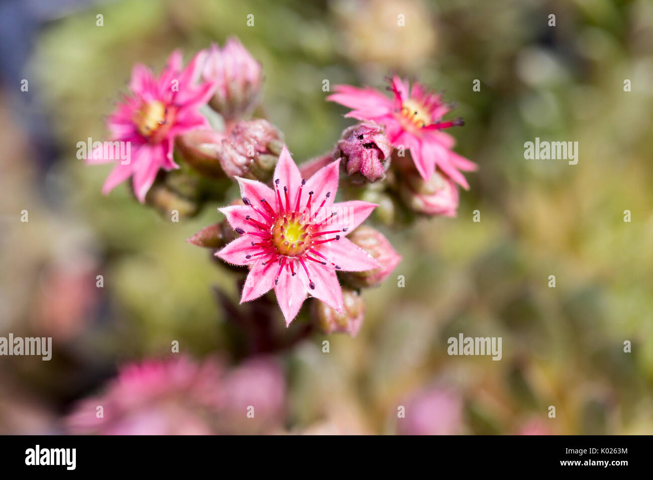 Rosa fioritura di piante succulente Foto Stock