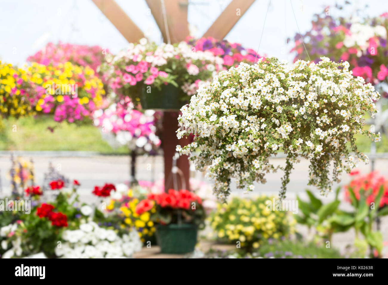 Sunny Summer Flower Market Foto Stock