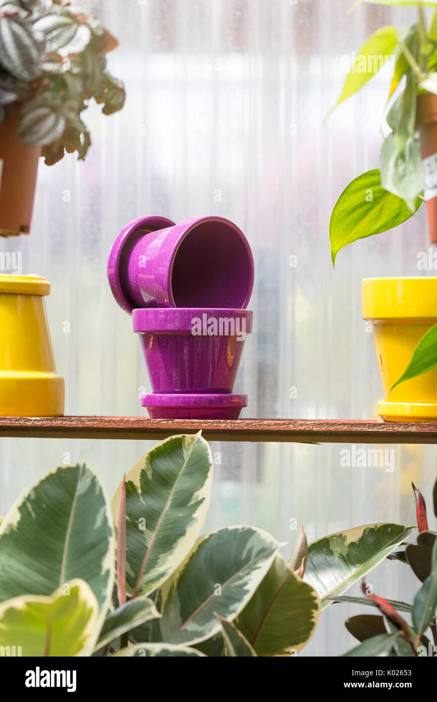 Fiori colorati vasi visualizzati in una serra Foto Stock