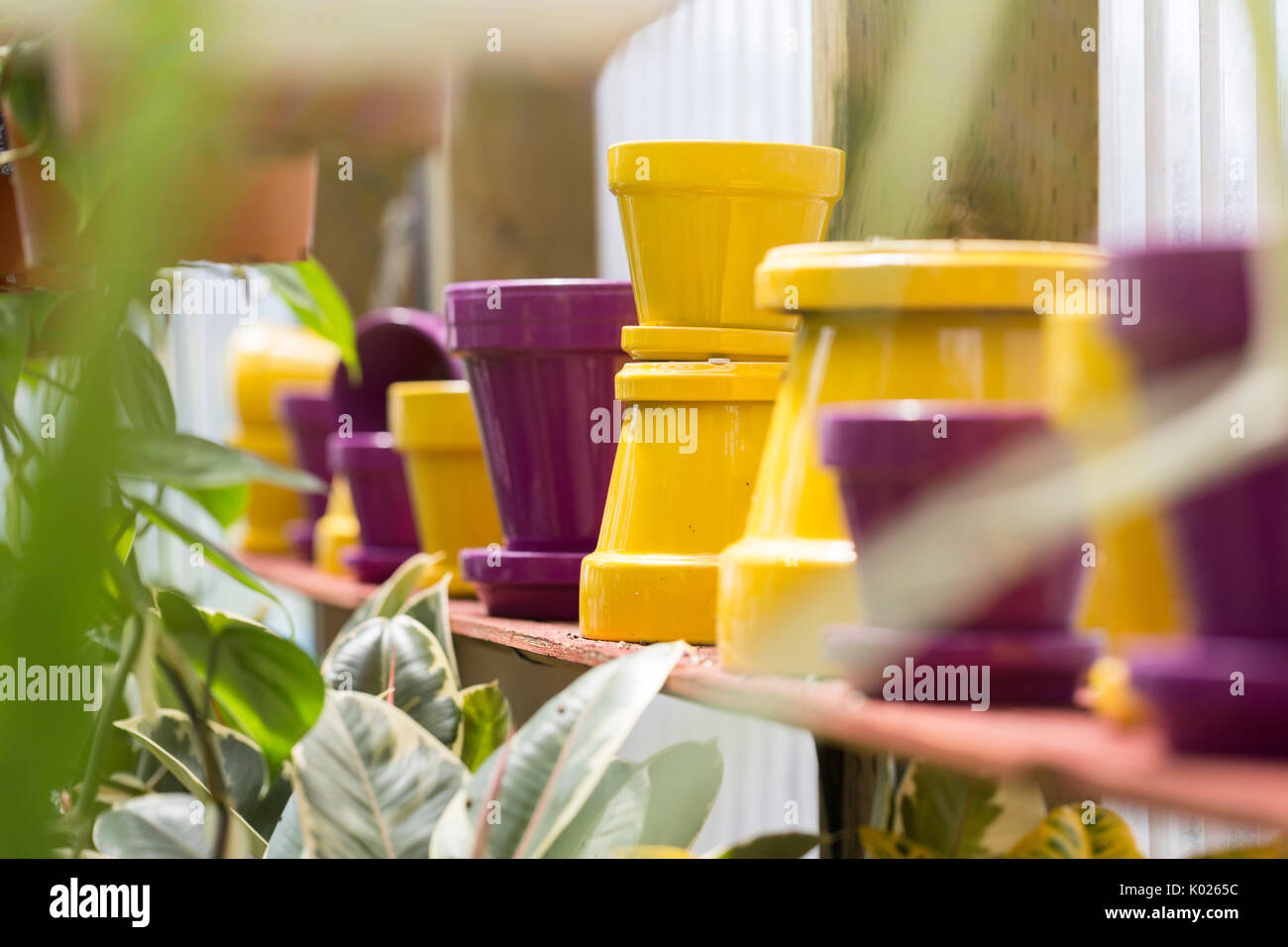 Fiori colorati vasi visualizzati in una serra Foto Stock