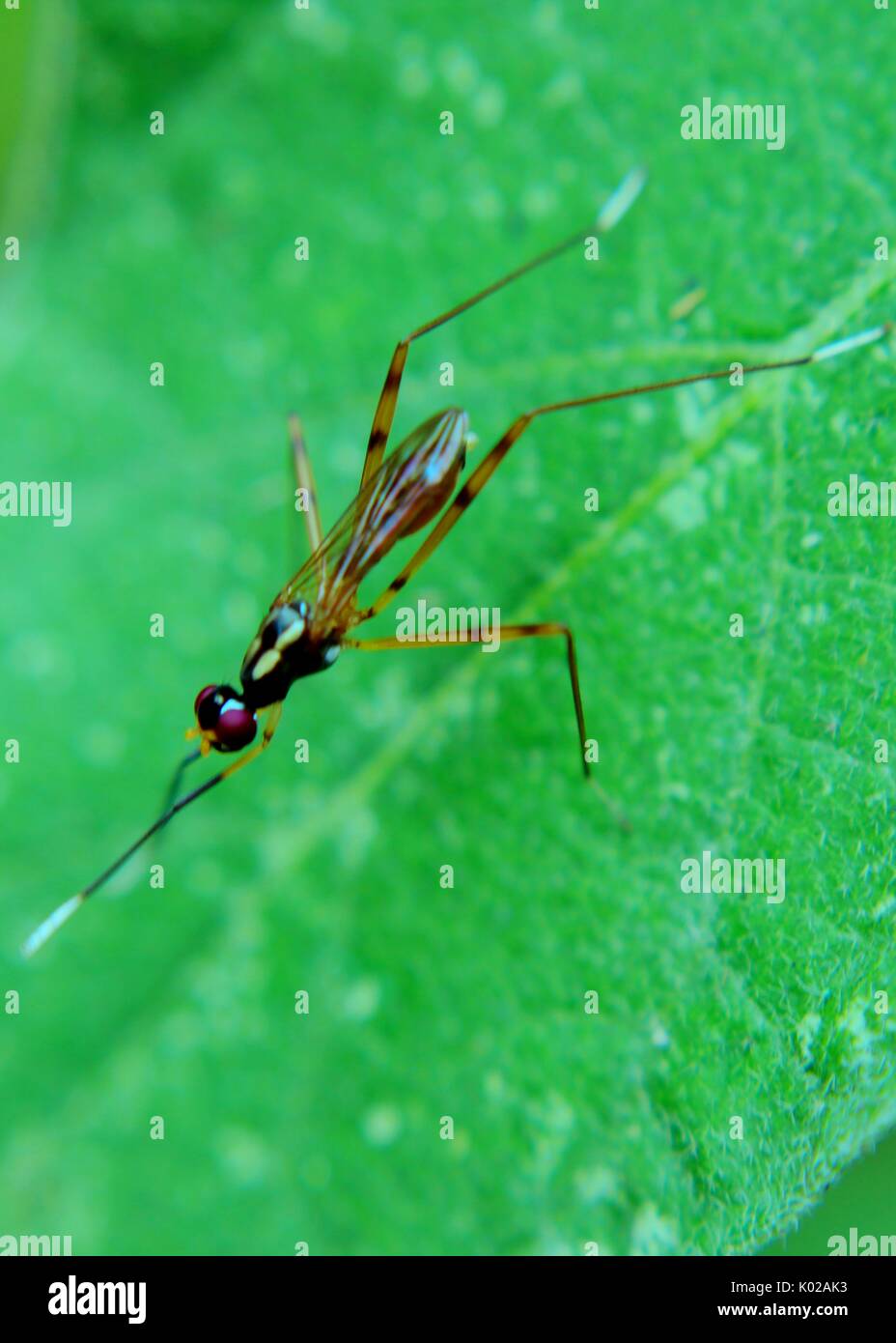 Close-up, vista macro di piccoli insetti volanti - mosquito su una foglia  verde in un giardino di casa in Sri Lanka Foto stock - Alamy