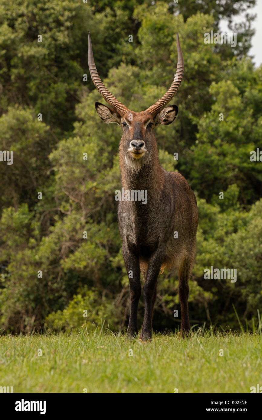 Defassa Waterbuck, Kobus ellipsiprymnus defassa, maschio, Kenya Foto Stock
