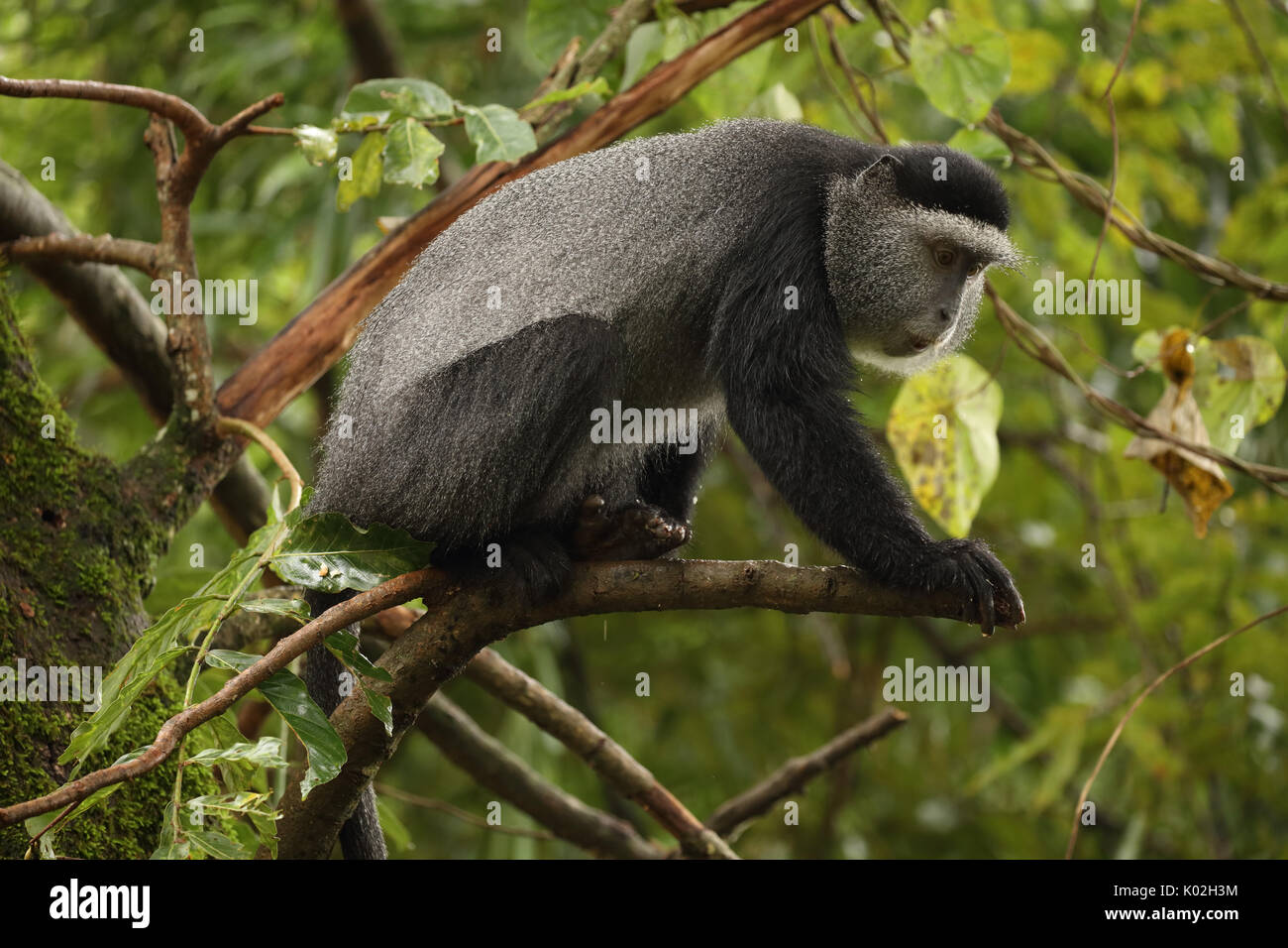 Blue Monkey (Cercopithecus mitis stuhlmanni), nella foresta di Kakamega, provincia occidentale, Kenya, soggetti di uno studio a lungo termine Foto Stock