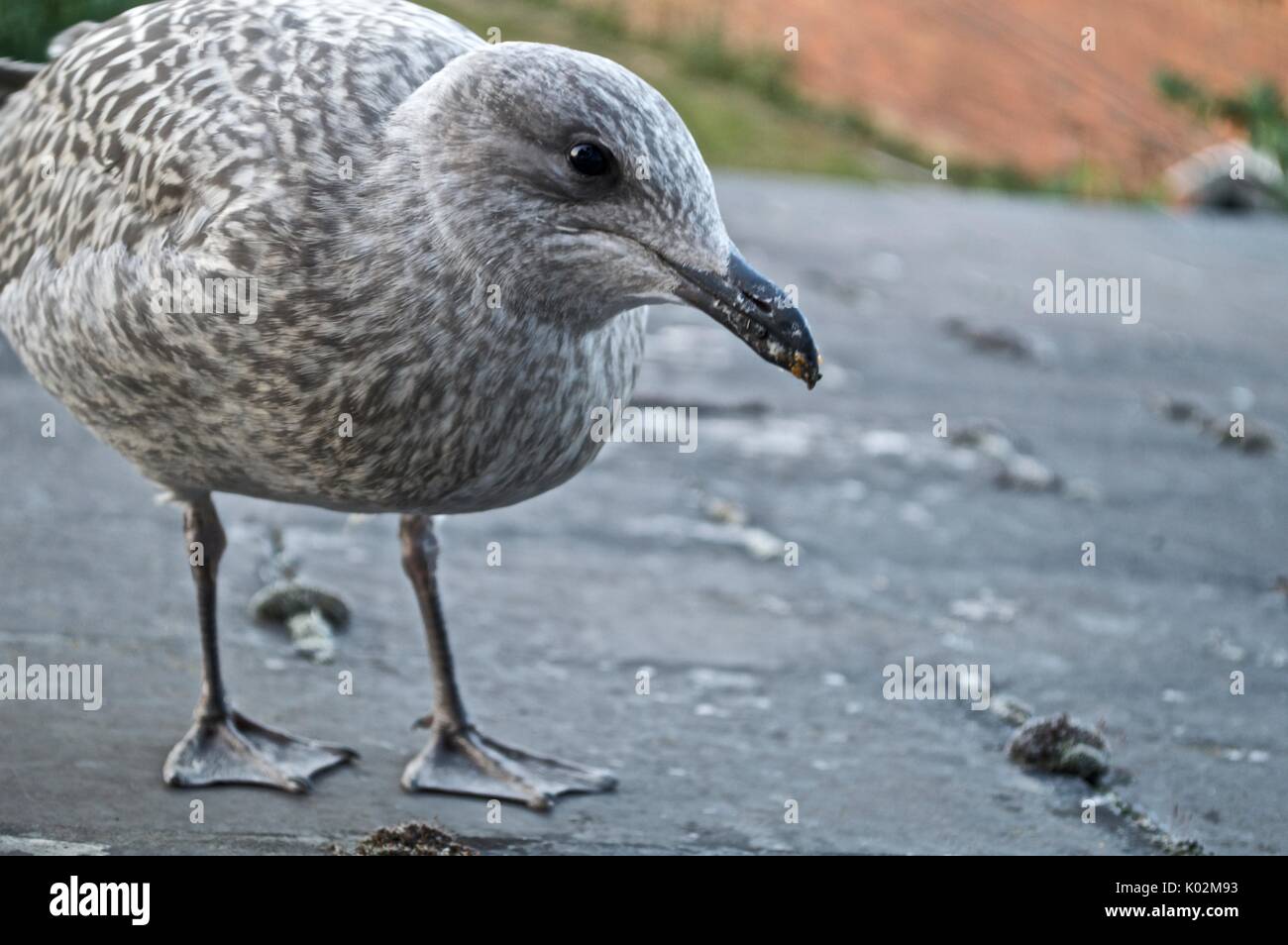 Baby Seagull sorgeva su un tetto. Foto Stock
