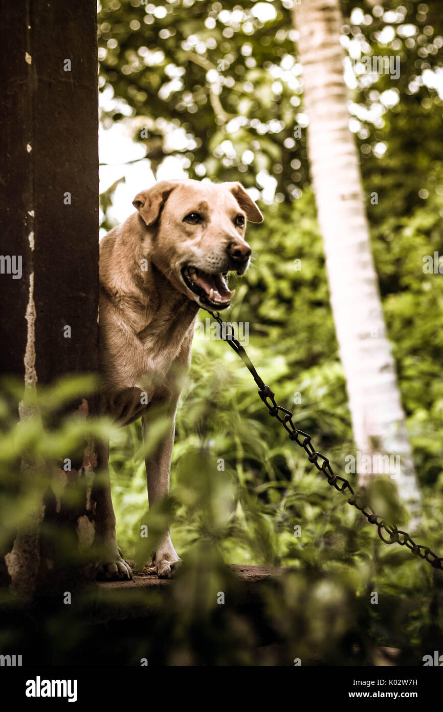 Staring cane Foto Stock